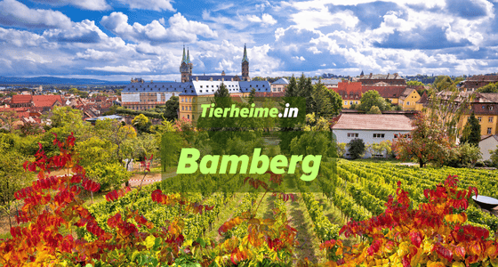Tierheim Bamberg