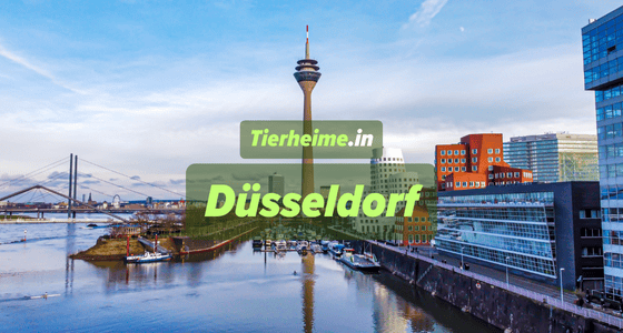 Tierheim Düsseldorf