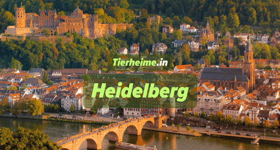 Tierheim Heidelberg