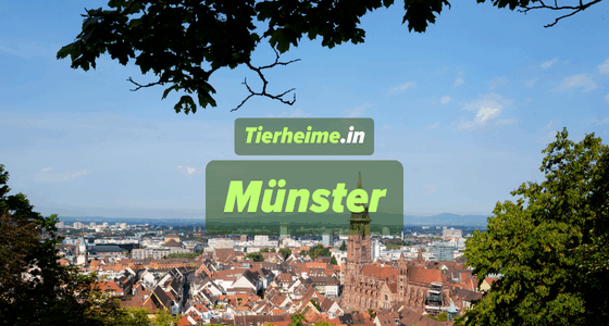 Tierheim Münster (Westfalen)