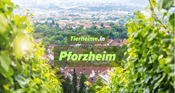 Tierheim Pforzheim