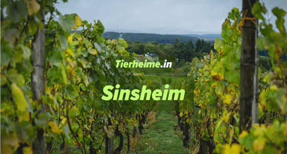 Tierheim Sinsheim