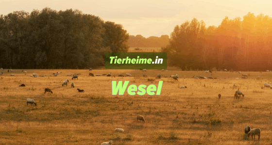 Tierheim Wesel