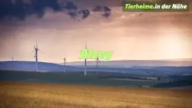 Tierheim Alzey Umgebung Tierheim Alzey Umgebung