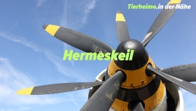 Tierheim Hermeskeil Umgebung