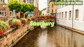 Tierheim Saarburg Umgebung