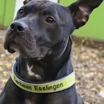Ares