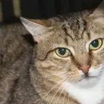 Amaretto