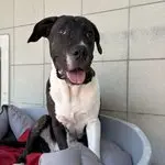 Ares