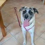 Elsa