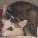 Helga