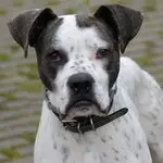 Kalle