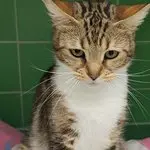 Katja