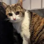 Kiri
