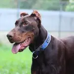 Loki