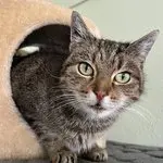 Minzi