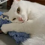 Mufasa