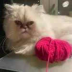 Naya