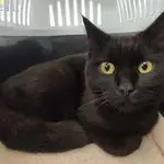 Nepomuk