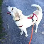 Olaf