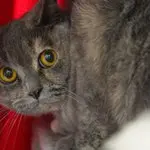 Shiva