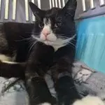 Simon