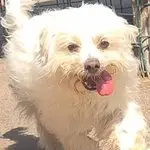 Strolchi