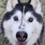 Sven