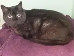 Amina