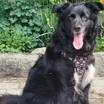 Bonnie