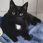 Fossy Bär