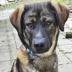 Loki