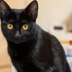 Lola