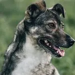 Lotti