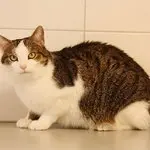 Louis