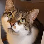 Lulu