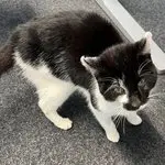 Orio
