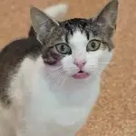 Pebbles