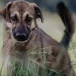Rudi
