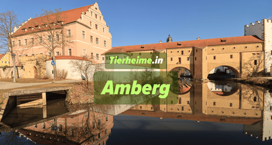 Tierheim Amberg