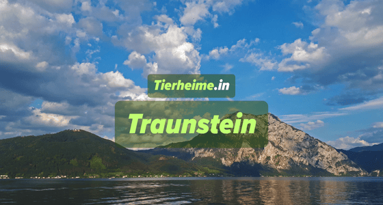 Tierheim Traunstein