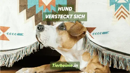 Adoptierter Hund versteckt sich Adoptierter Hund versteckt sich