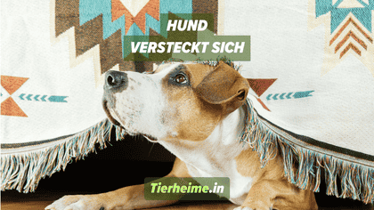 Adoptierter Hund versteckt sich