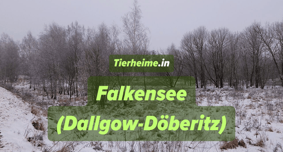 Tierheim Falkensee
