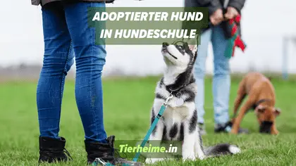 Aus Tierheim adoptierter Hund in Hundeschule Aus Tierheim adoptierter Hund in Hundeschule