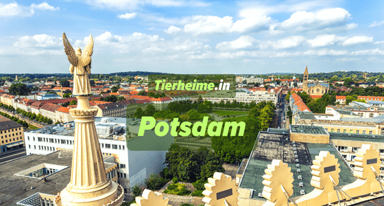 Tierheim Potsdam