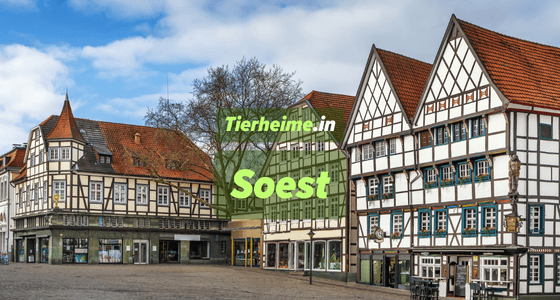 Tierheim Soest