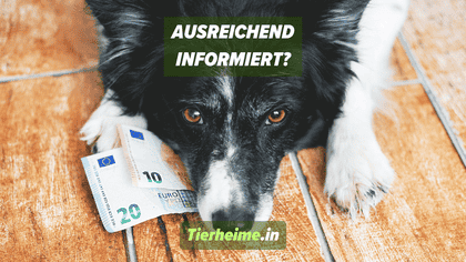 Vor Hunde-Adaption informiert?