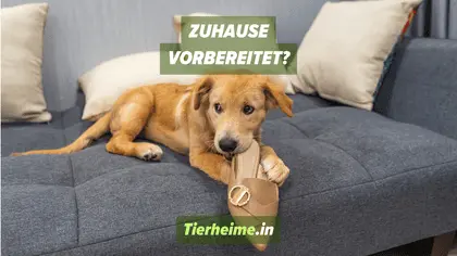 Adoptierter Welpe Schuhe knabbern Adoptierter Welpe Schuhe knabbern