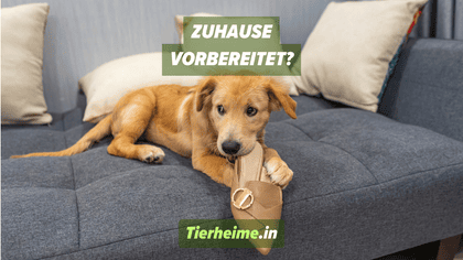 Adoptierter Welpe Schuhe knabbern